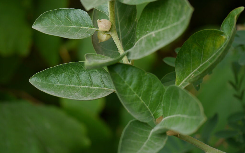 Ashwagandha: il segreto naturale per stress, sonno e energia