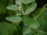 Ashwagandha: il segreto naturale per stress, sonno e energia