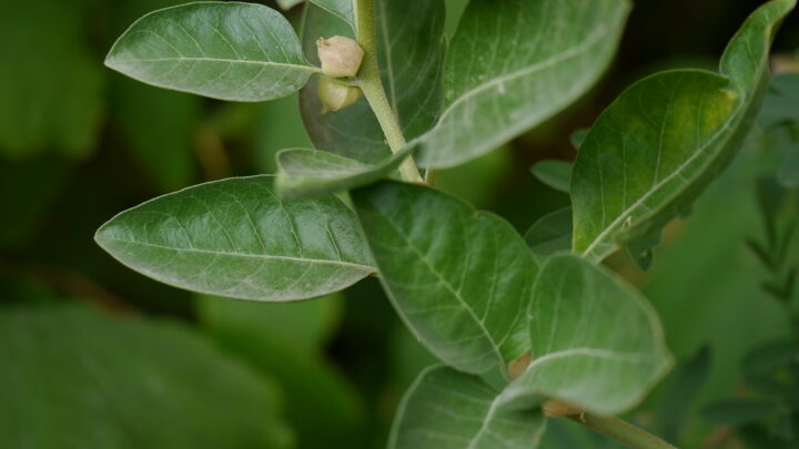 Ashwagandha: il segreto naturale per stress, sonno e energia